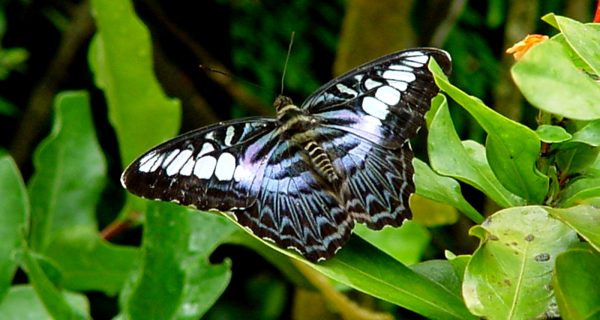 Butterfly Penang 3